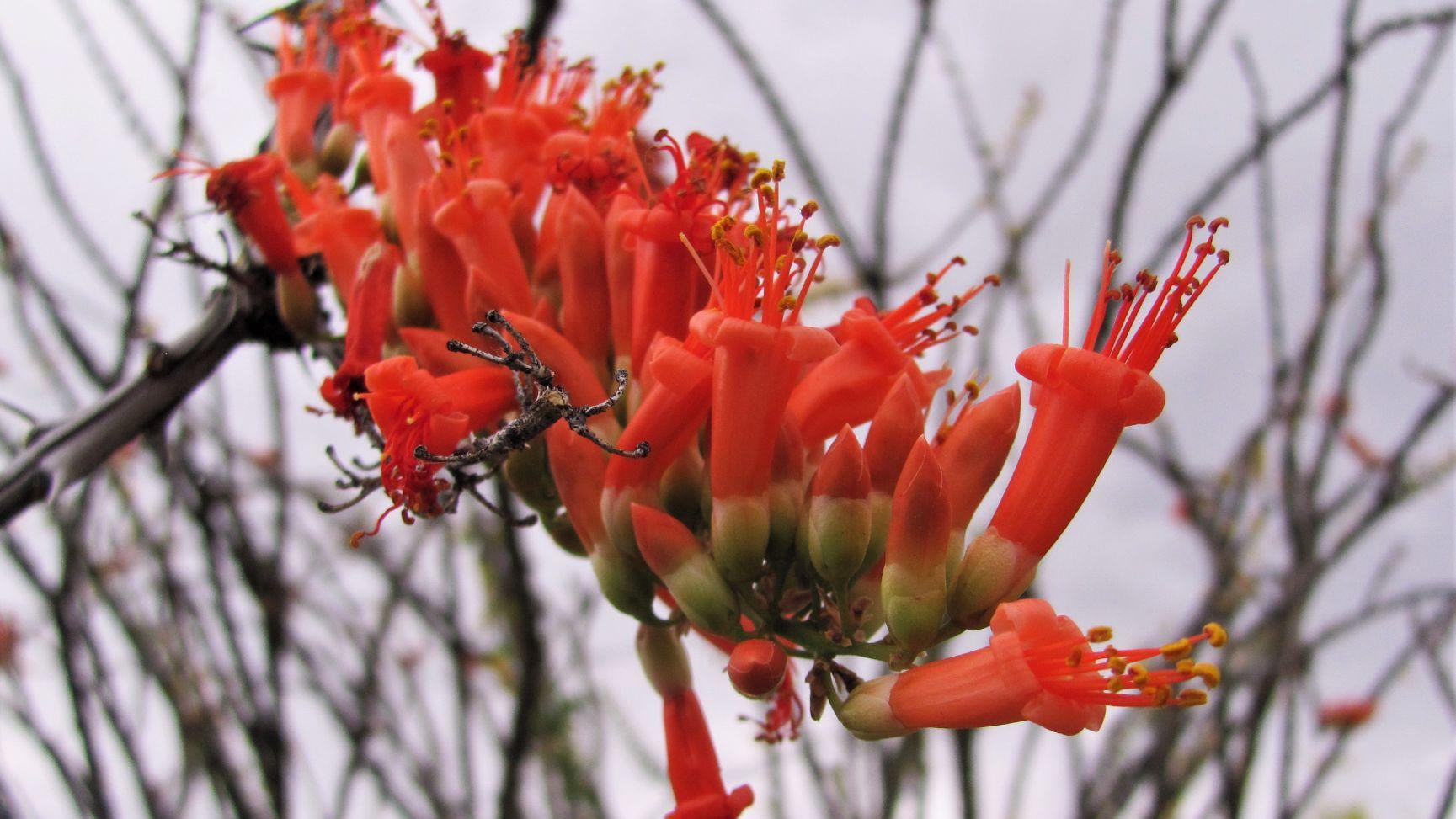 Tucson weather: Cool temps and thunderstorms on tap for the weekend